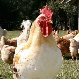 thumbnail for publication: Avian Influenza (Bird Flu)